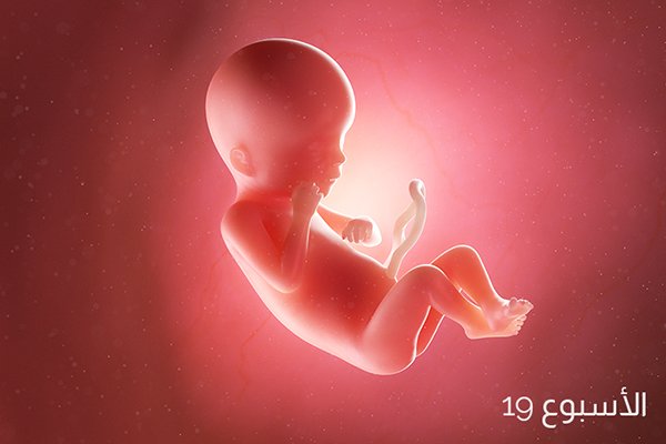 حجم الجنين بالصور في الأسبوع التاسع عشر من الحمل