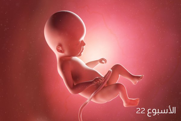 صور تطور الجنين في الأسبوع الثاني والعشرين من الحمل