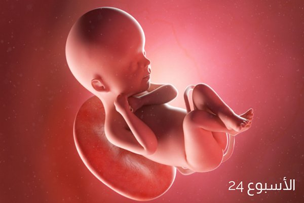 حجم الجنين في الأسبوع الرابع والعشرين من الحمل