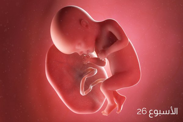 صورة الجنين في الأسبوع السادس والعشرين من الحمل