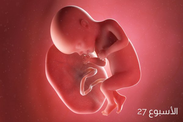 صور الجنين في الأسبوع السابع والعشرين من الحمل