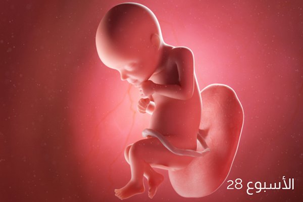 صور الجنين في الأسبوع الثامن والعشرين من الحمل