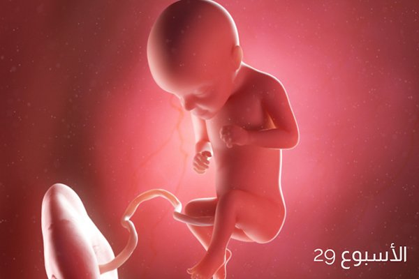 حجم الجنين في الأسبوع التاسع والعشرين من الحمل 