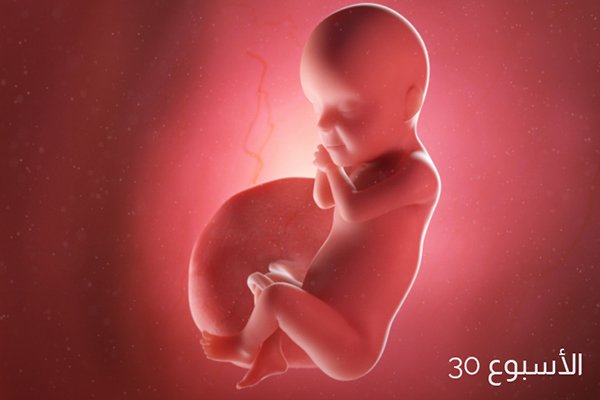 صور الجنين في الأسبوع الثلاثين من الحمل