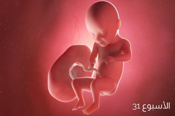 حجم الجنين في الأسبوع الواحد والثلاثين من الحمل