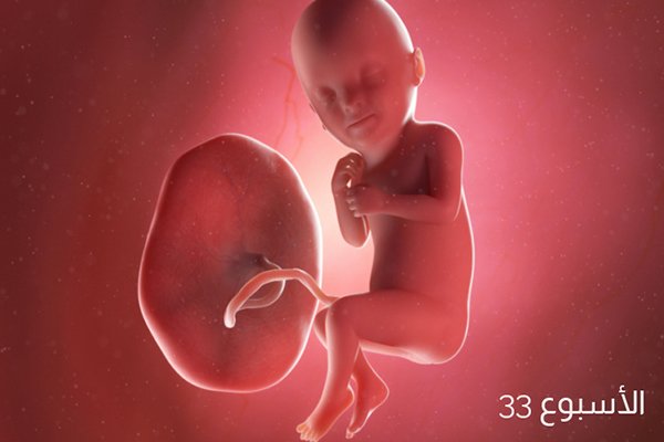 صور للجنين في الأسبوع الثالث والثلاثين من الحمل