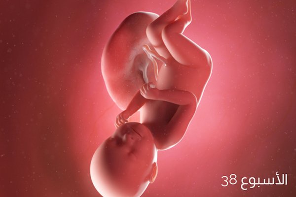صور الجنين في الأسبوع الثامن والثلاثين من الحمل