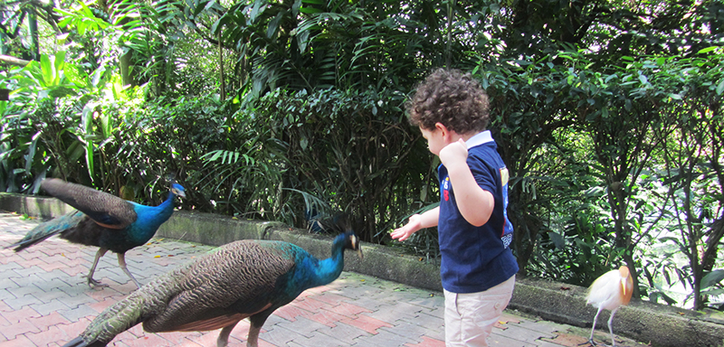 a boy playing with birds
