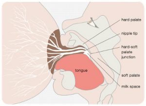 a picture explaining the breastfeeding process