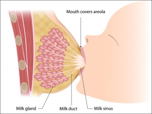  a drawing showing how a baby breastfeed